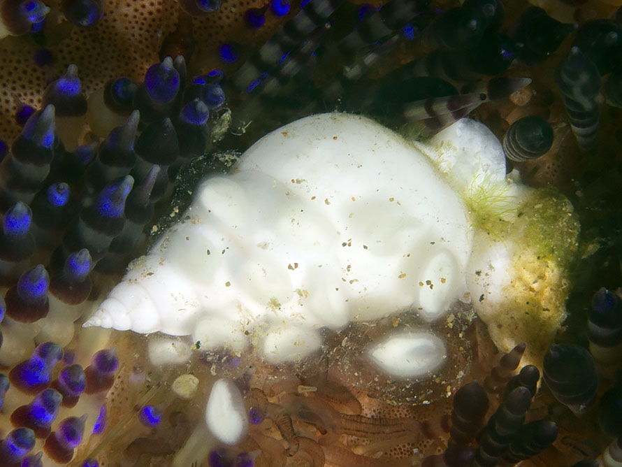 Echineulima asthenosomae